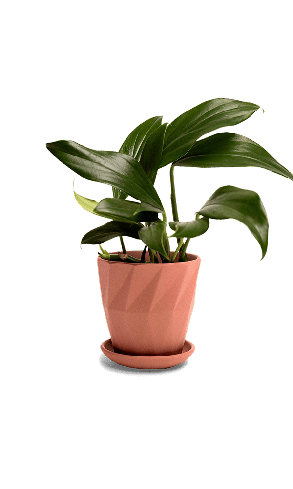 Virago 3.5" Porcelain Pot With Drainage Hole And Saucer - Chive Ceramics Studio - Pots - Chive Ceramics Studio