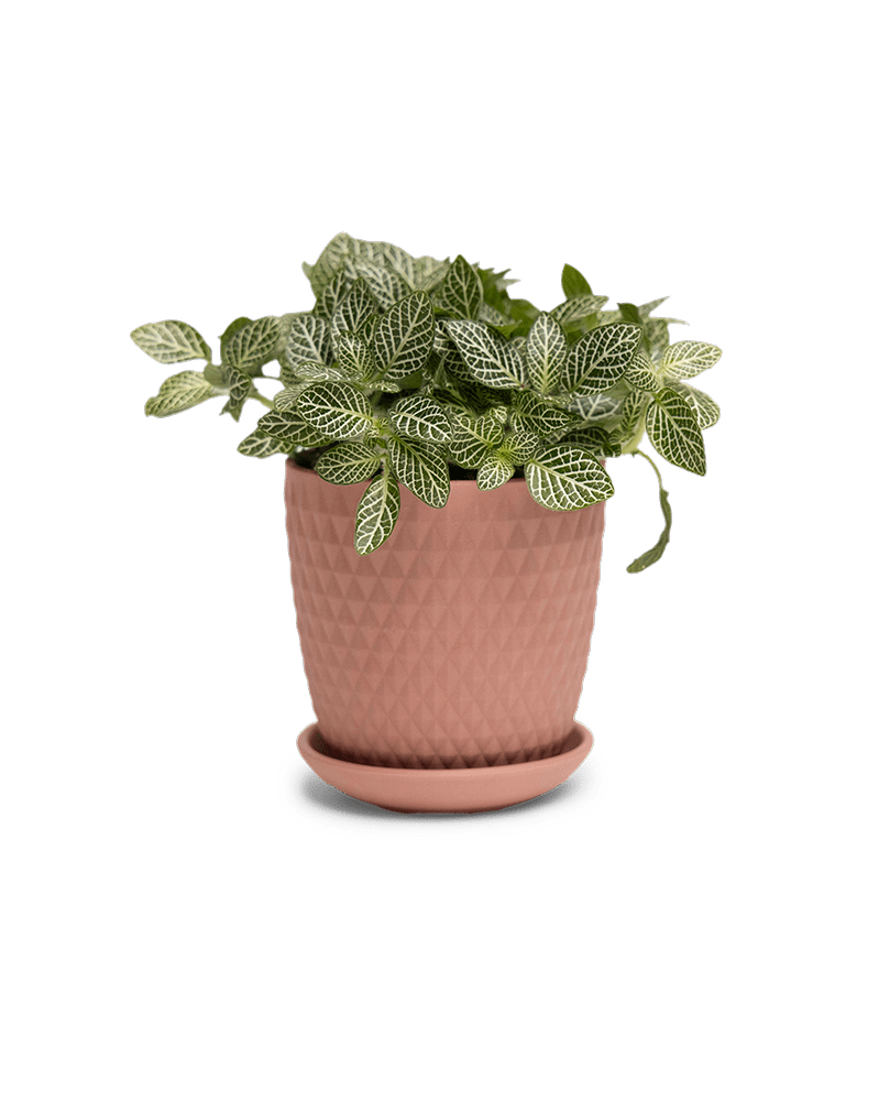 Virago 3.5" Porcelain Pot With Drainage Hole And Saucer - Chive Ceramics Studio - Pots - Chive Ceramics Studio