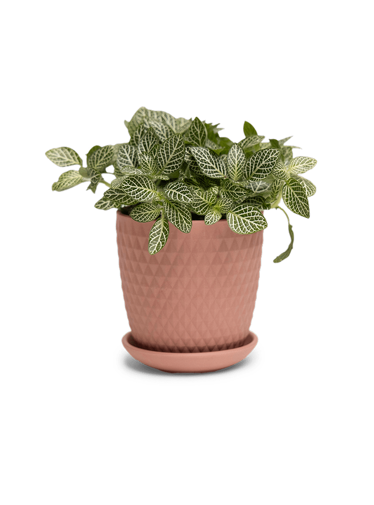 Virago 3.5" Porcelain Pot With Drainage Hole And Saucer - Chive Ceramics Studio - Pots - Chive Ceramics Studio