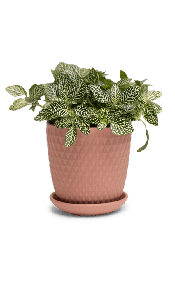 Virago 3.5" Porcelain Pot With Drainage Hole And Saucer - Chive Ceramics Studio - Pots - Chive Ceramics Studio