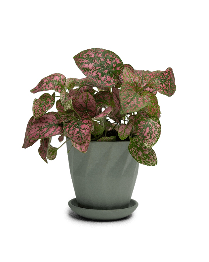 Virago 3.5" Porcelain Pot With Drainage Hole And Saucer - Chive Ceramics Studio - Pots - Chive Ceramics Studio