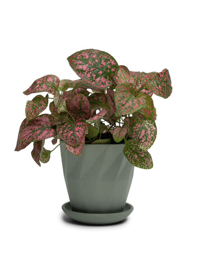 Virago 3.5" Porcelain Pot With Drainage Hole And Saucer - Chive Ceramics Studio - Pots - Chive Ceramics Studio