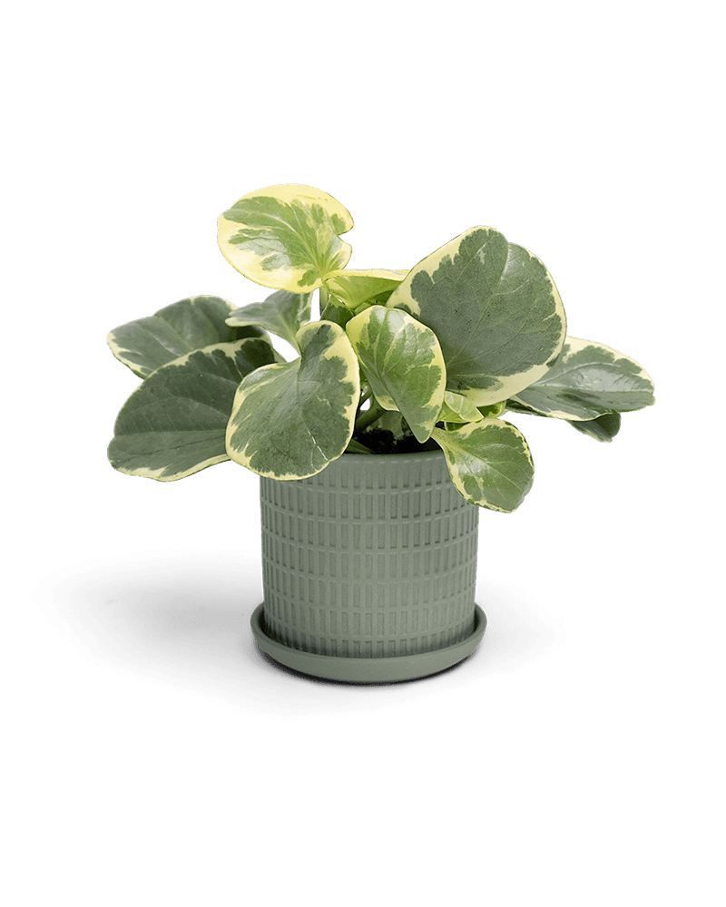 Virago 3.5" Porcelain Pot With Drainage Hole And Saucer - Chive Ceramics Studio - Pots - Chive Ceramics Studio