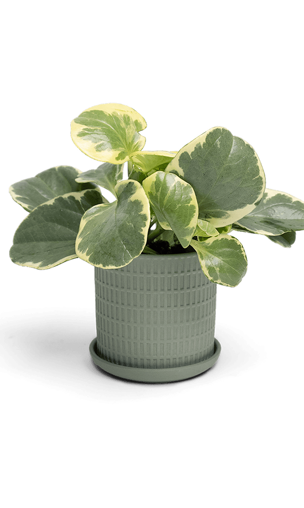 Virago 3.5" Porcelain Pot With Drainage Hole And Saucer - Chive Ceramics Studio - Pots - Chive Ceramics Studio