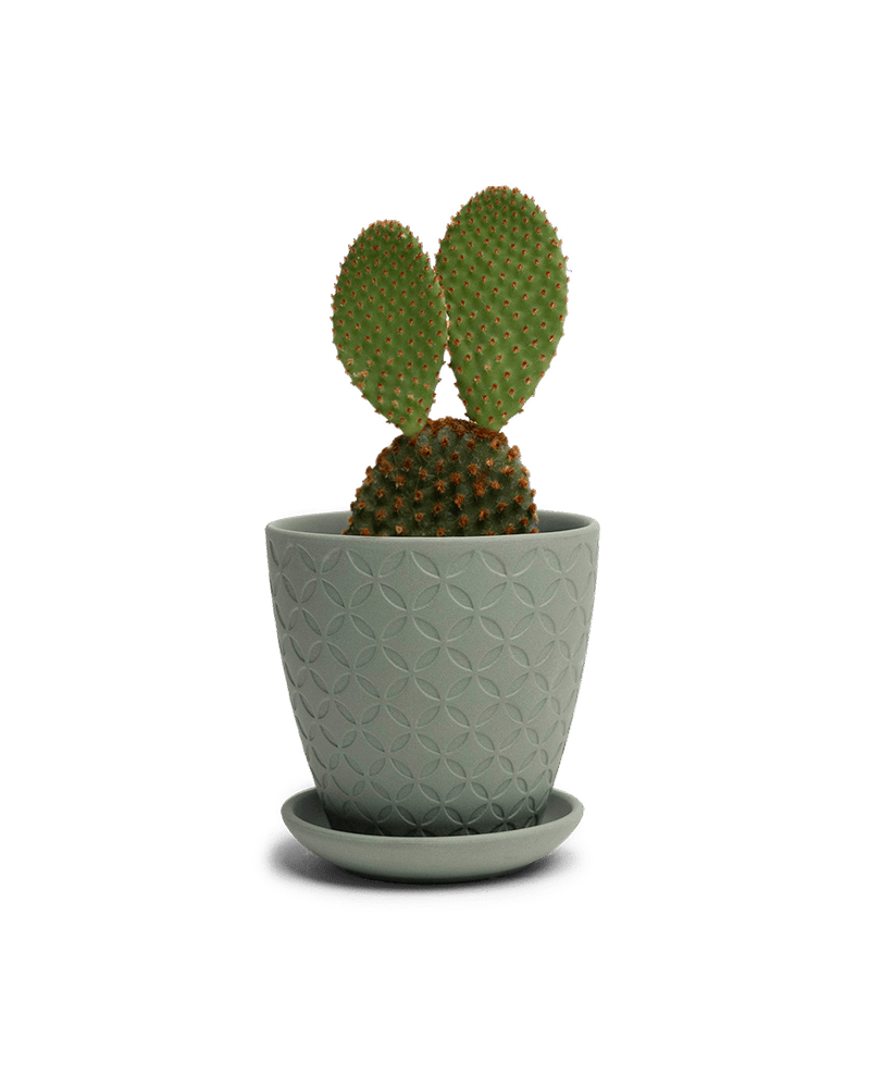 Virago 3.5" Porcelain Pot With Drainage Hole And Saucer - Chive Ceramics Studio - Pots - Chive Ceramics Studio