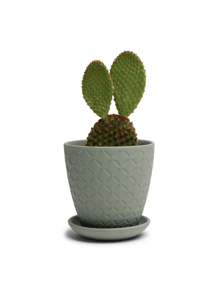 Virago 3.5" Porcelain Pot With Drainage Hole And Saucer - Chive Ceramics Studio - Pots - Chive Ceramics Studio