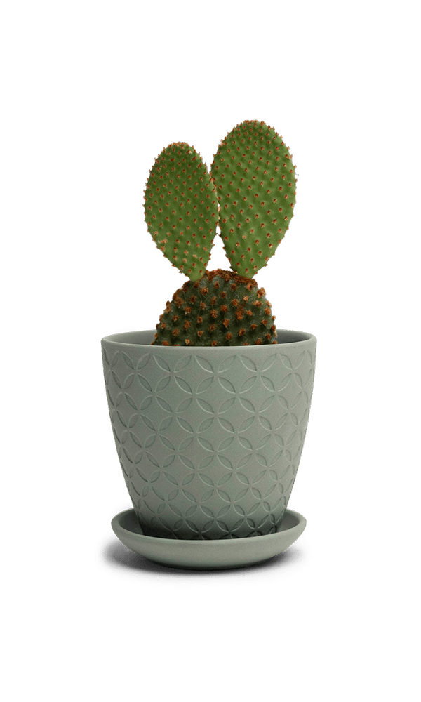 Virago 3.5" Porcelain Pot With Drainage Hole And Saucer - Chive Ceramics Studio - Pots - Chive Ceramics Studio