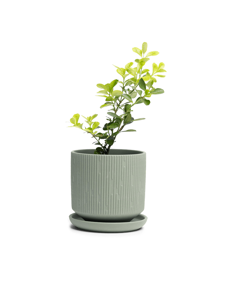 Virago 3.5" Porcelain Pot With Drainage Hole And Saucer - Chive Ceramics Studio - Pots - Chive Ceramics Studio