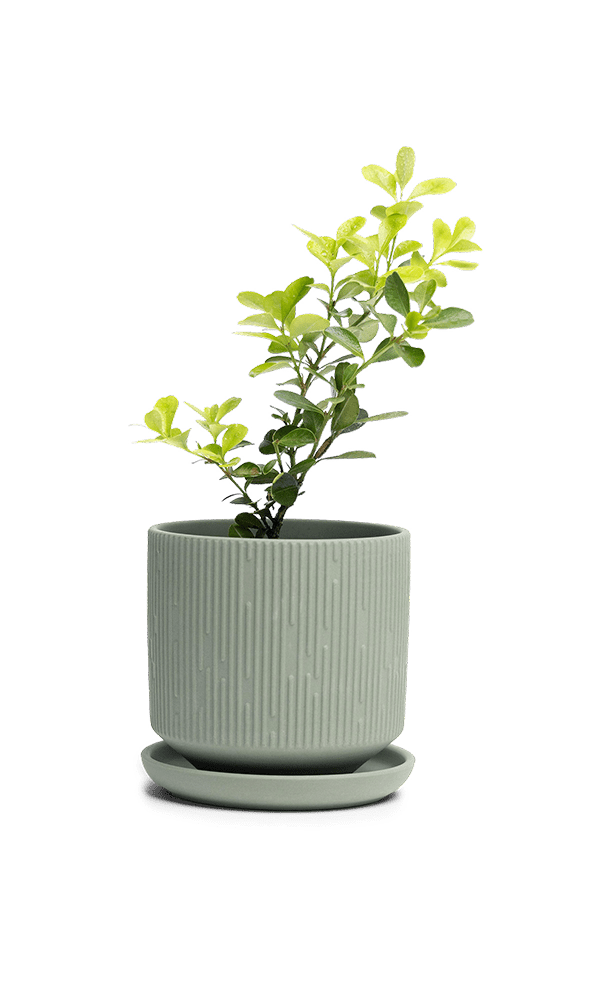 Virago 3.5" Porcelain Pot With Drainage Hole And Saucer - Chive Ceramics Studio - Pots - Chive Ceramics Studio