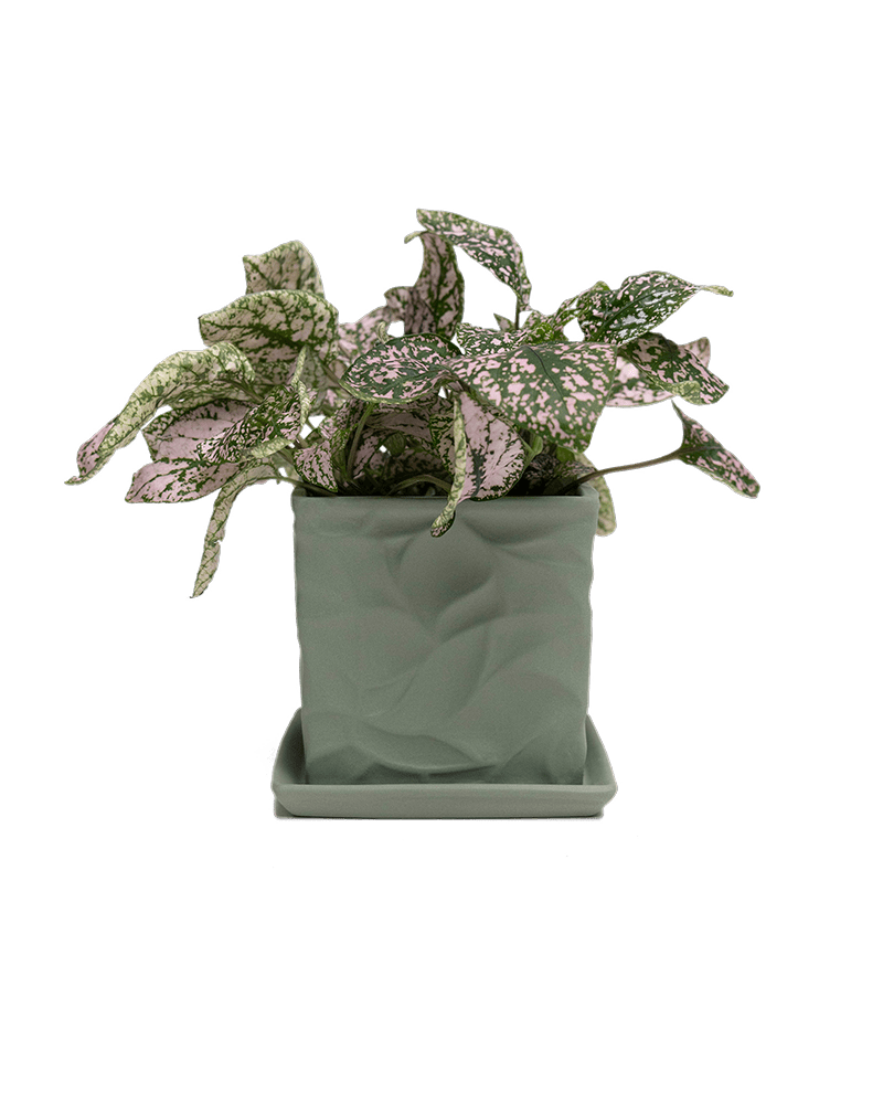 Virago 3.5" Porcelain Pot With Drainage Hole And Saucer - Chive Ceramics Studio - Pots - Chive Ceramics Studio