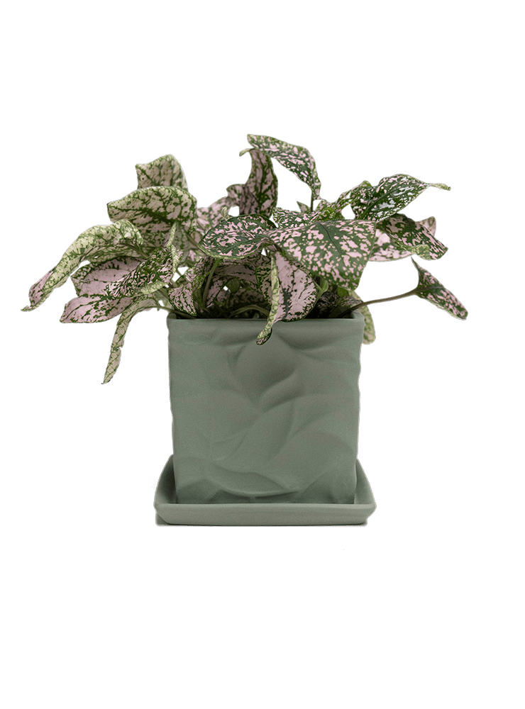 Virago 3.5" Porcelain Pot With Drainage Hole And Saucer - Chive Ceramics Studio - Pots - Chive Ceramics Studio