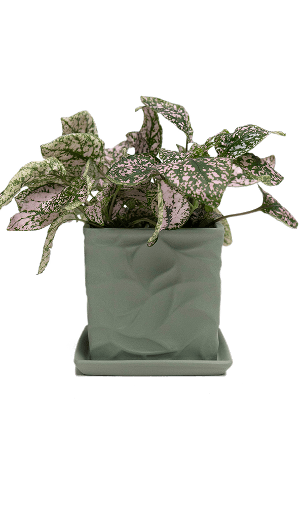 Virago 3.5" Porcelain Pot With Drainage Hole And Saucer - Chive Ceramics Studio - Pots - Chive Ceramics Studio