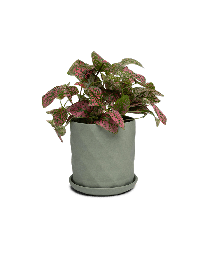 Virago 3.5" Porcelain Pot With Drainage Hole And Saucer - Chive Ceramics Studio - Pots - Chive Ceramics Studio