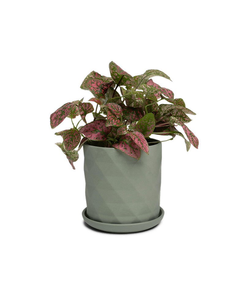 Virago 3.5" Porcelain Pot With Drainage Hole And Saucer - Chive Ceramics Studio - Pots - Chive Ceramics Studio