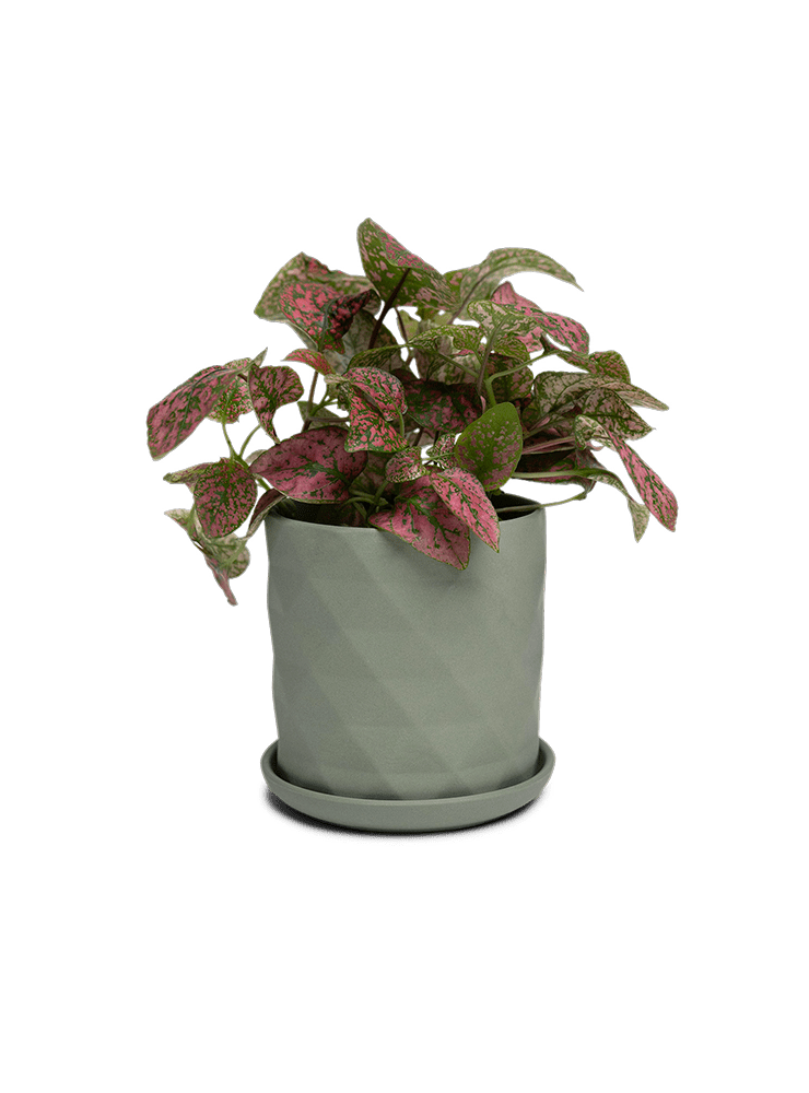 Virago 3.5" Porcelain Pot With Drainage Hole And Saucer - Chive Ceramics Studio - Pots - Chive Ceramics Studio