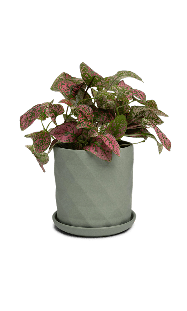 Virago 3.5" Porcelain Pot With Drainage Hole And Saucer - Chive Ceramics Studio - Pots - Chive Ceramics Studio