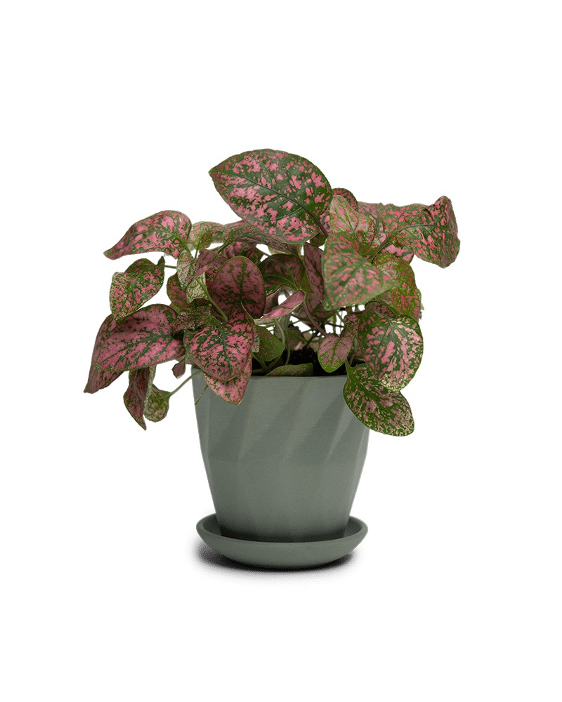 Virago 3.5" Porcelain Pot With Drainage Hole And Saucer - Chive Ceramics Studio - Pots - Chive Ceramics Studio