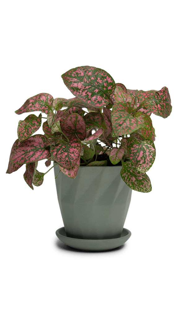 Virago 3.5" Porcelain Pot With Drainage Hole And Saucer - Chive Ceramics Studio - Pots - Chive Ceramics Studio