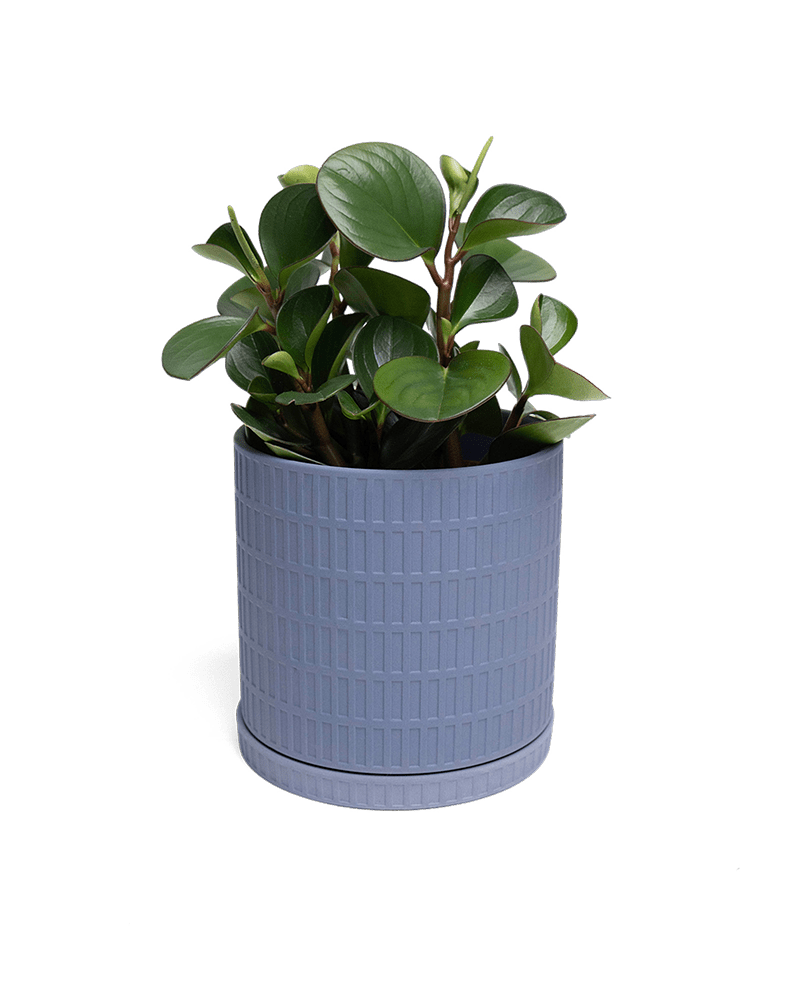 Virago Porcelain Large Indoor Pot With Drainage Hole And Saucer - Chive Ceramics Studio - Pots - Chive US