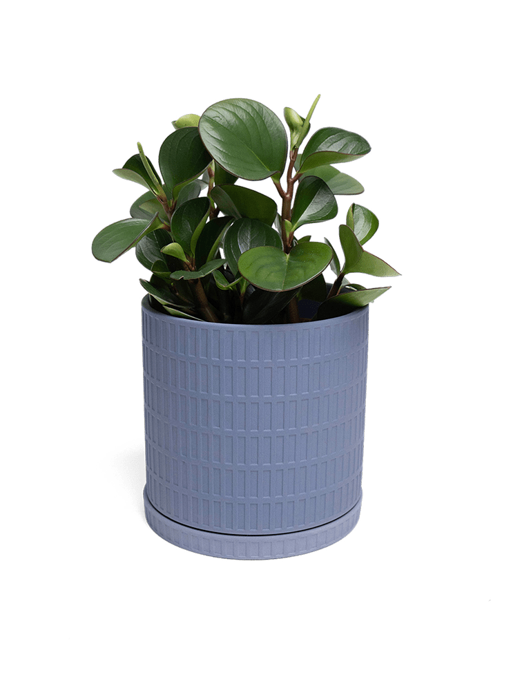 Virago Porcelain Large Indoor Pot With Drainage Hole And Saucer - Chive Ceramics Studio - Pots - Chive US