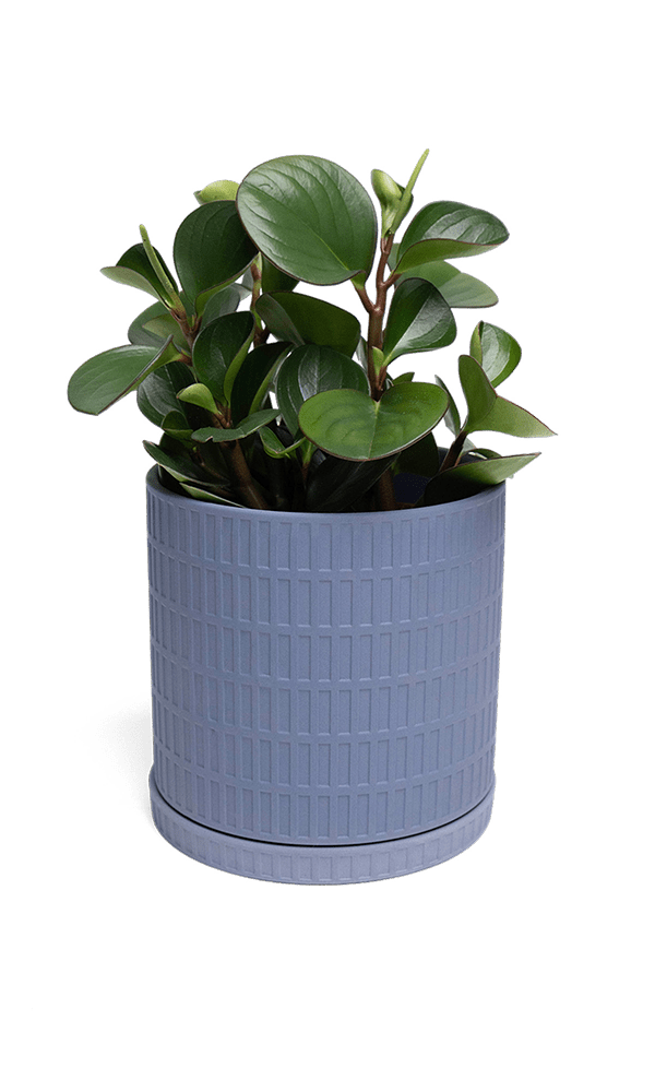 Virago Porcelain Large Indoor Pot With Drainage Hole And Saucer - Chive Ceramics Studio - Pots - Chive US