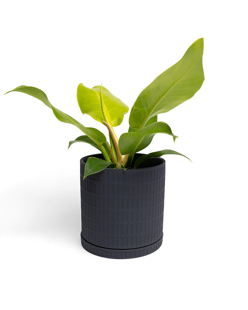 Virago Porcelain Large Indoor Pot With Drainage Hole And Saucer - Chive Ceramics Studio - Pots - Chive US