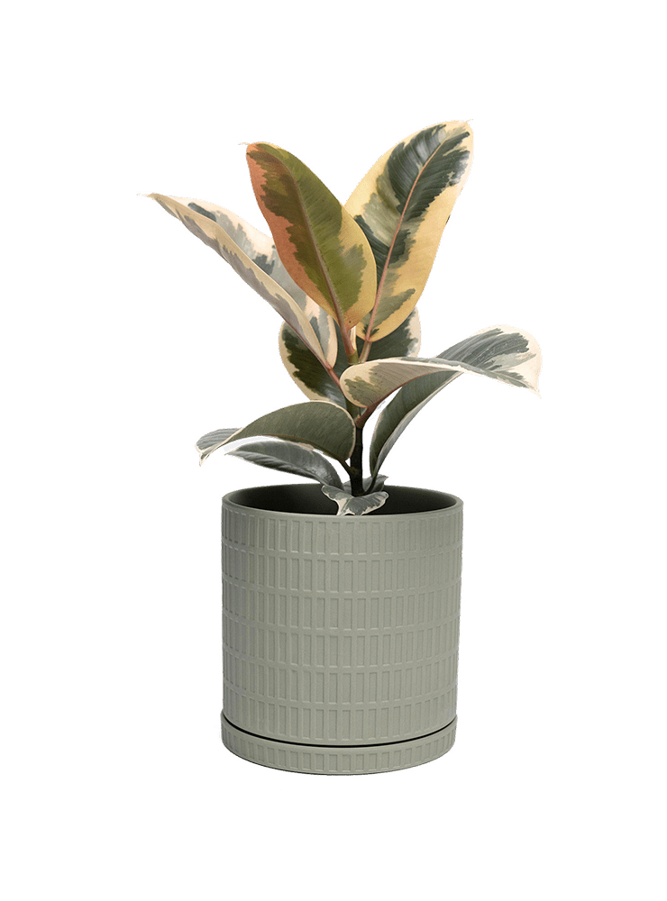 Virago Porcelain Large Indoor Pot With Drainage Hole And Saucer - Chive Ceramics Studio - Pots - Chive US