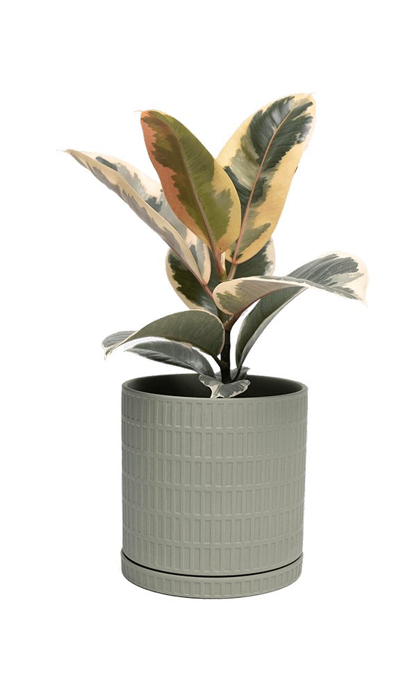 Virago Porcelain Large Indoor Pot With Drainage Hole And Saucer - Chive Ceramics Studio - Pots - Chive US