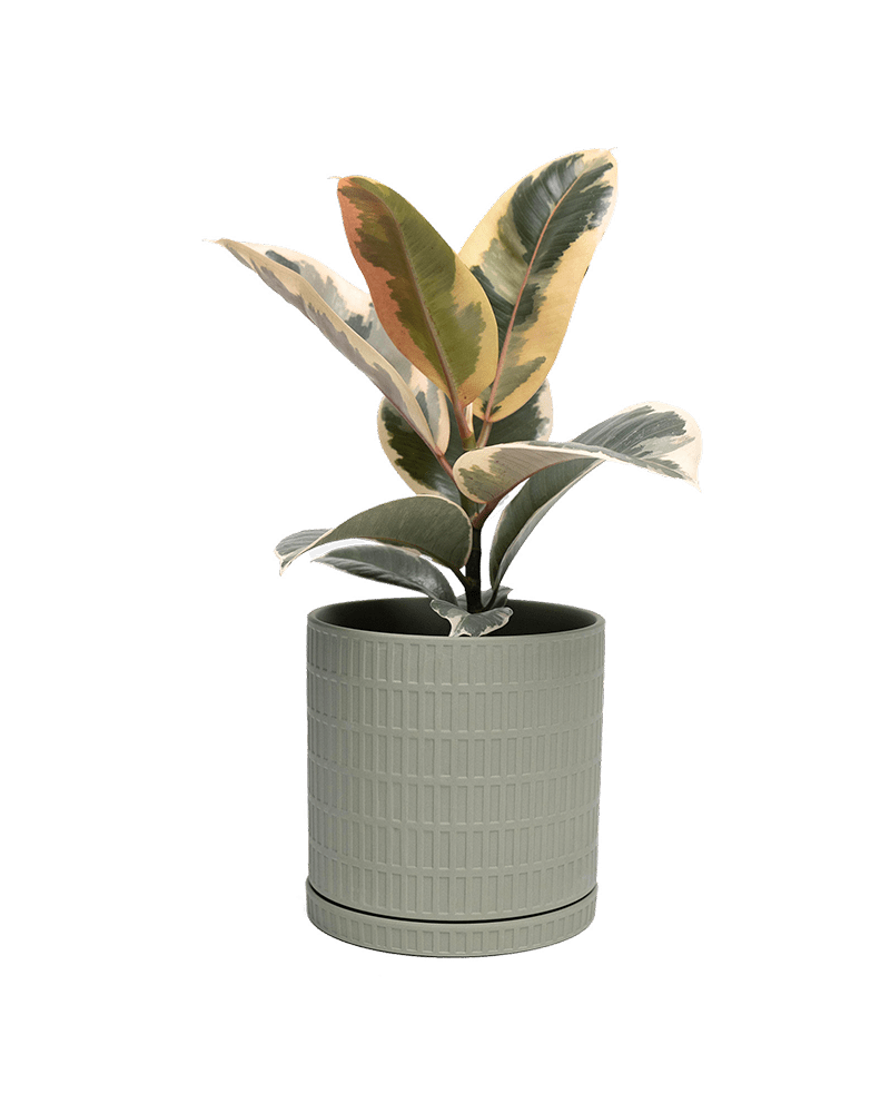 Virago Porcelain Large Indoor Pot With Drainage Hole And Saucer - Chive Ceramics Studio - Pots - Chive US