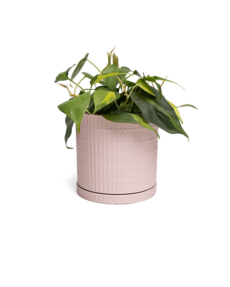 Virago Porcelain Large Indoor Pot With Drainage Hole And Saucer - Chive Ceramics Studio - Pots - Chive US