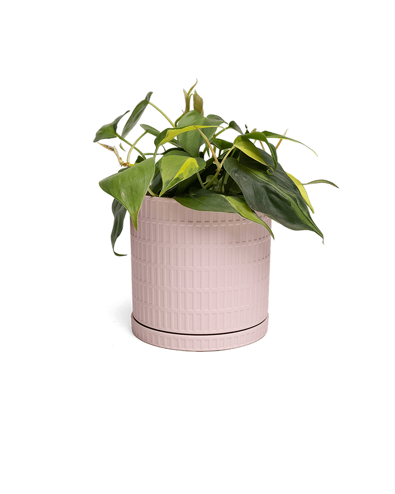 Virago Porcelain Large Indoor Pot With Drainage Hole And Saucer - Chive Ceramics Studio - Pots - Chive US