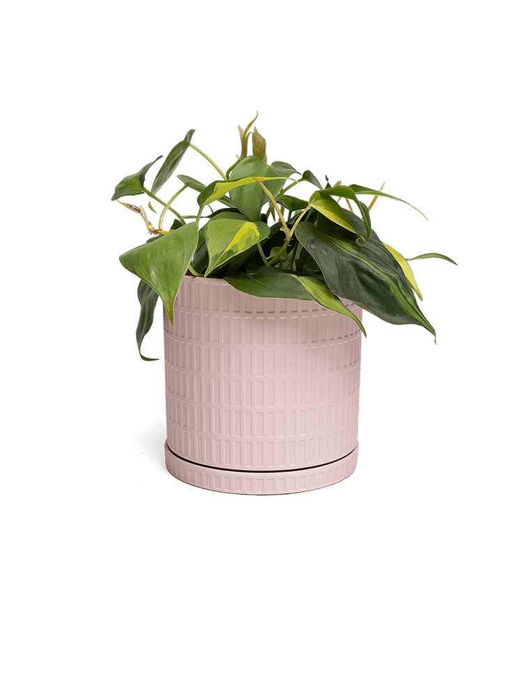 Virago Porcelain Large Indoor Pot With Drainage Hole And Saucer - Chive Ceramics Studio - Pots - Chive US