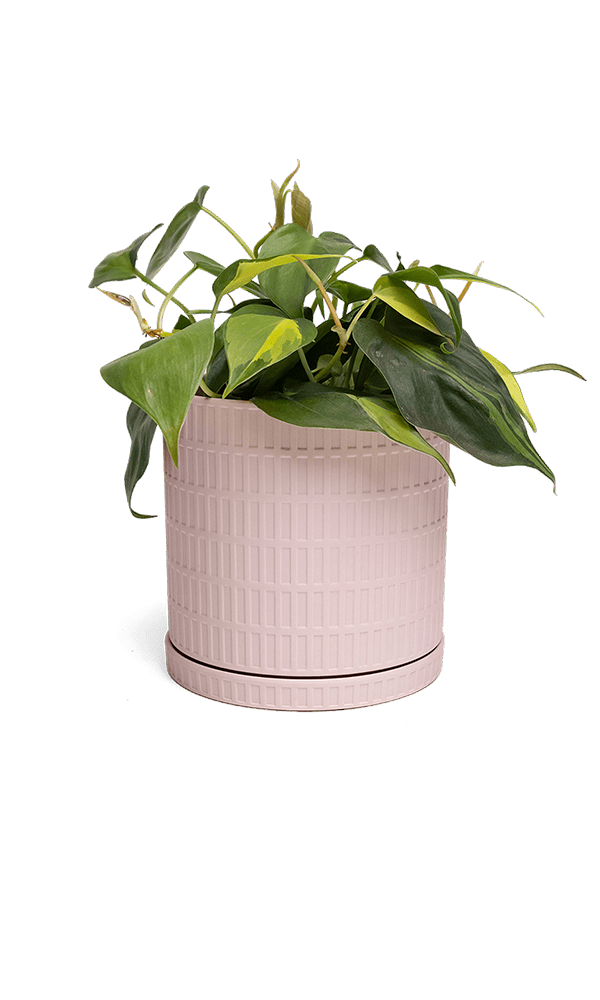 Virago Porcelain Large Indoor Pot With Drainage Hole And Saucer - Chive Ceramics Studio - Pots - Chive US