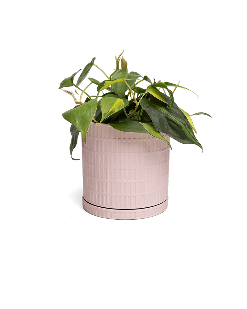 Virago Porcelain Large Indoor Pot With Drainage Hole And Saucer - Chive Ceramics Studio - Pots - Chive US