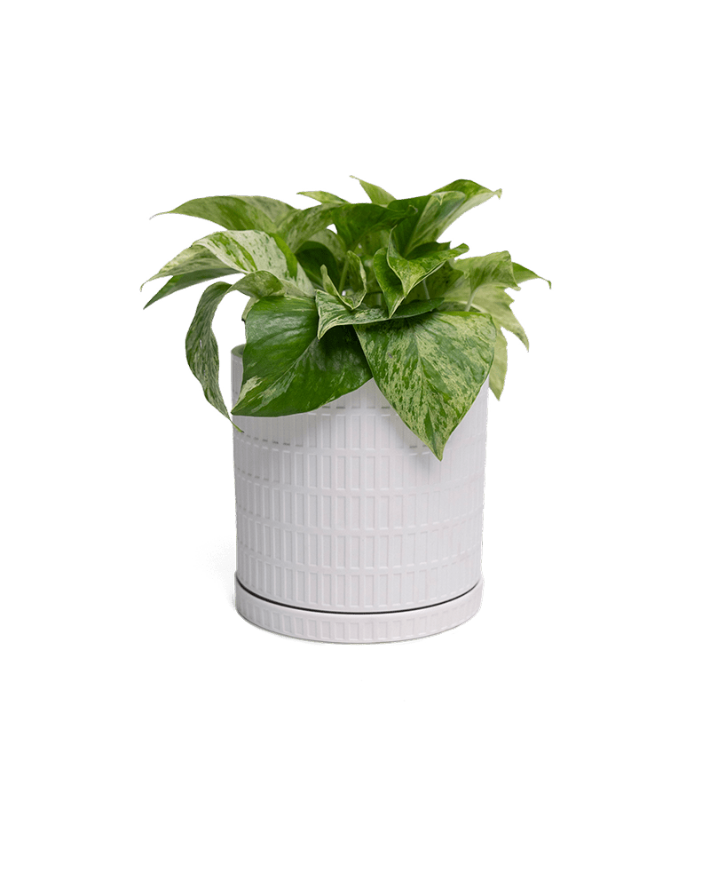 Virago Porcelain Large Indoor Pot With Drainage Hole And Saucer - Chive Ceramics Studio - Pots - Chive US