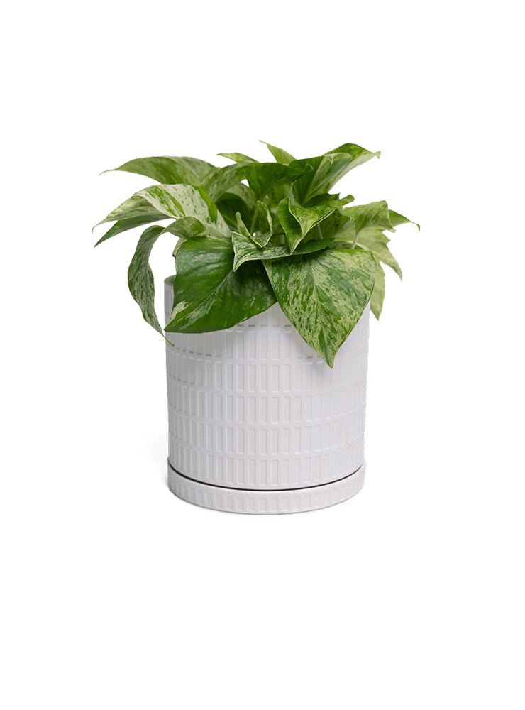 Virago Porcelain Large Indoor Pot With Drainage Hole And Saucer - Chive Ceramics Studio - Pots - Chive US