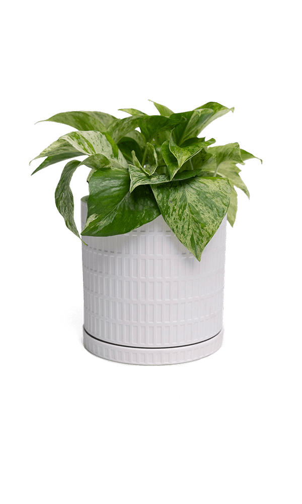 Virago Porcelain Large Indoor Pot With Drainage Hole And Saucer - Chive Ceramics Studio - Pots - Chive US