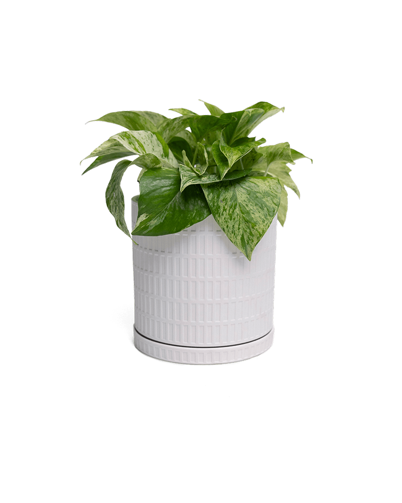 Virago Porcelain Large Indoor Pot With Drainage Hole And Saucer - Chive Ceramics Studio - Pots - Chive US