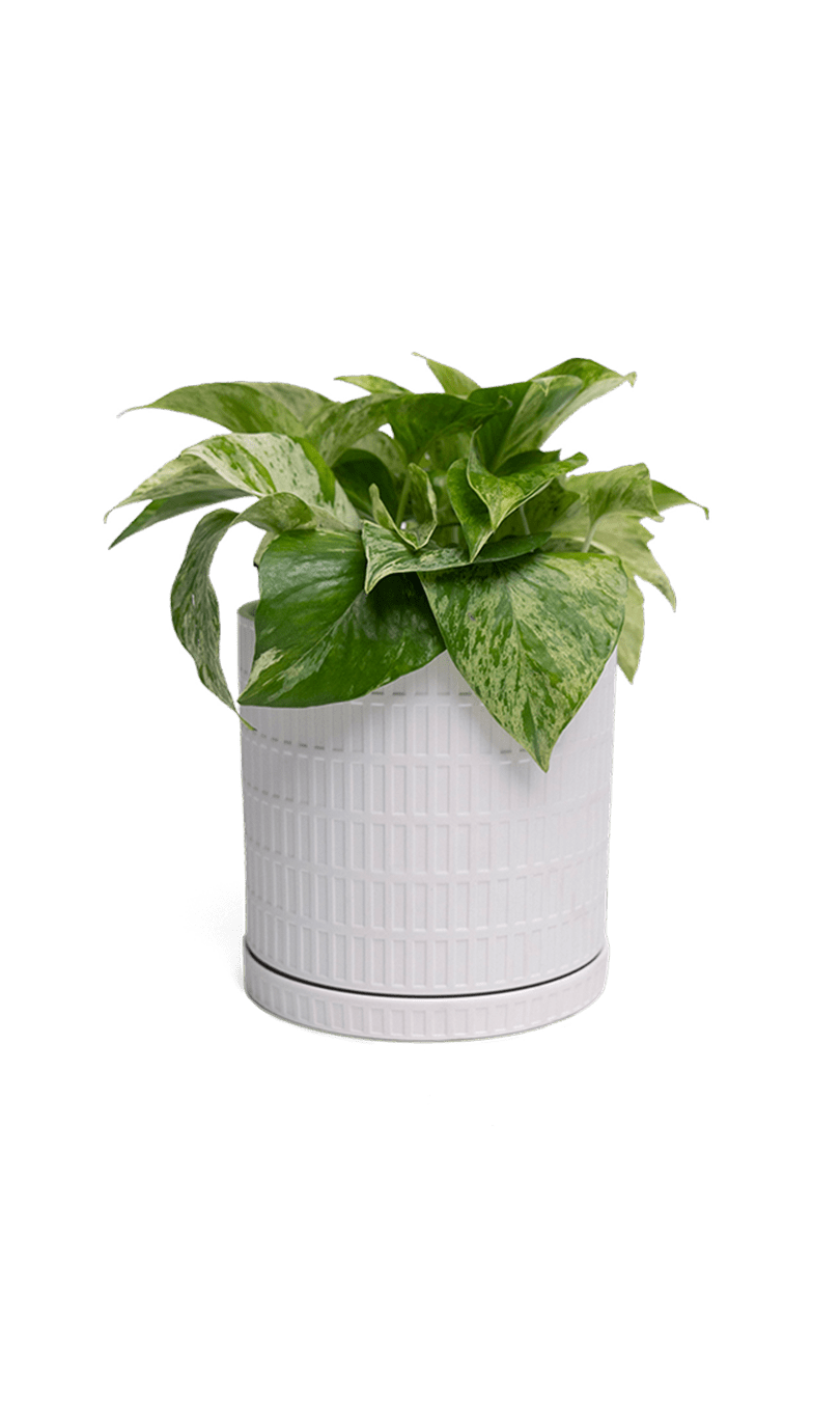 Virago 3.5" Porcelain Pot With Drainage Hole And Saucer - Chive Ceramics Studio - Pots - Chive Ceramics Studio