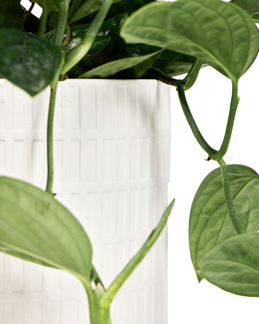 Virago Porcelain Large Indoor Pot With Drainage Hole And Saucer - Chive Ceramics Studio - Pots - Chive US