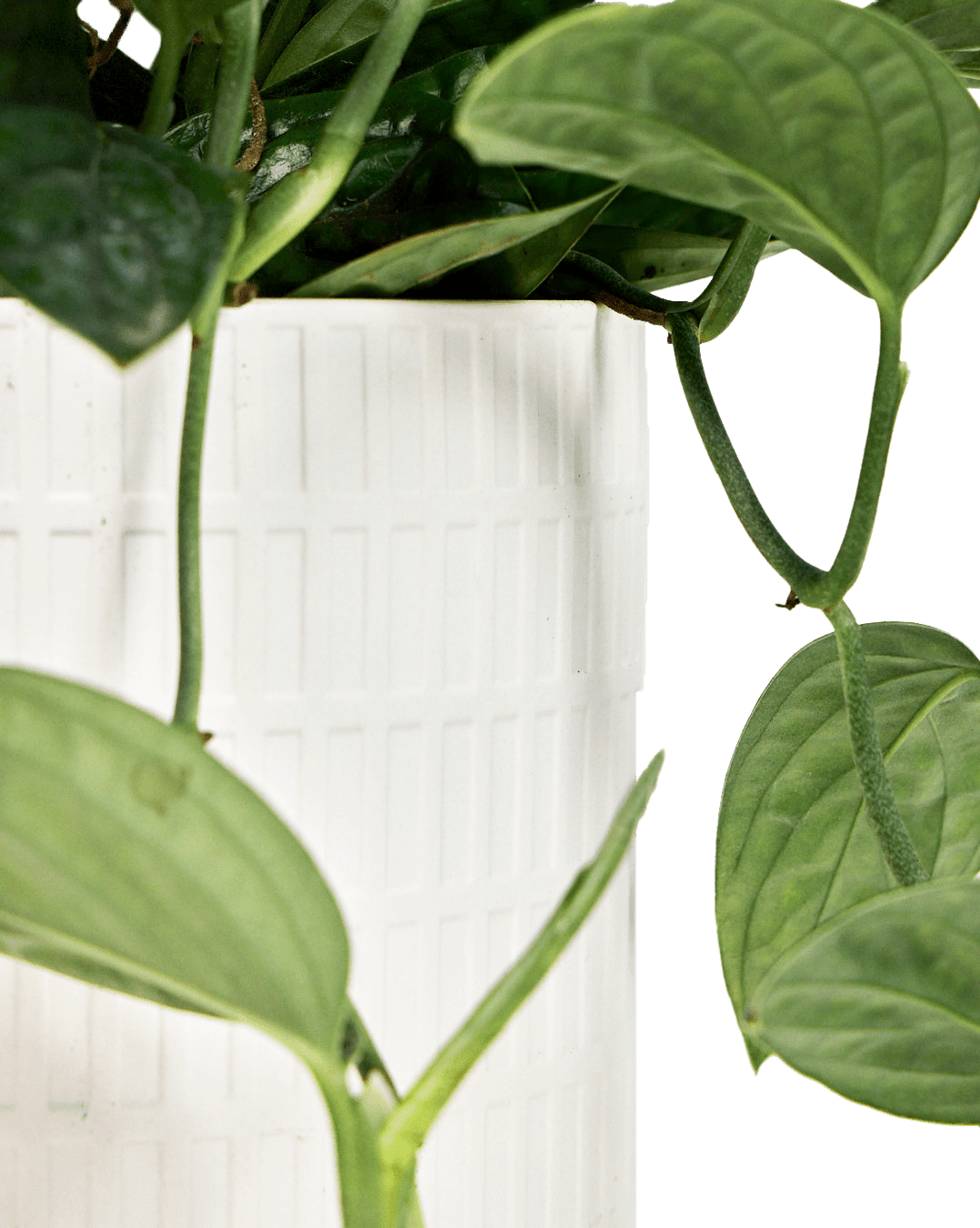 Virago Porcelain Large Indoor Pot With Drainage Hole And Saucer - Chive Ceramics Studio - Pots - Chive US