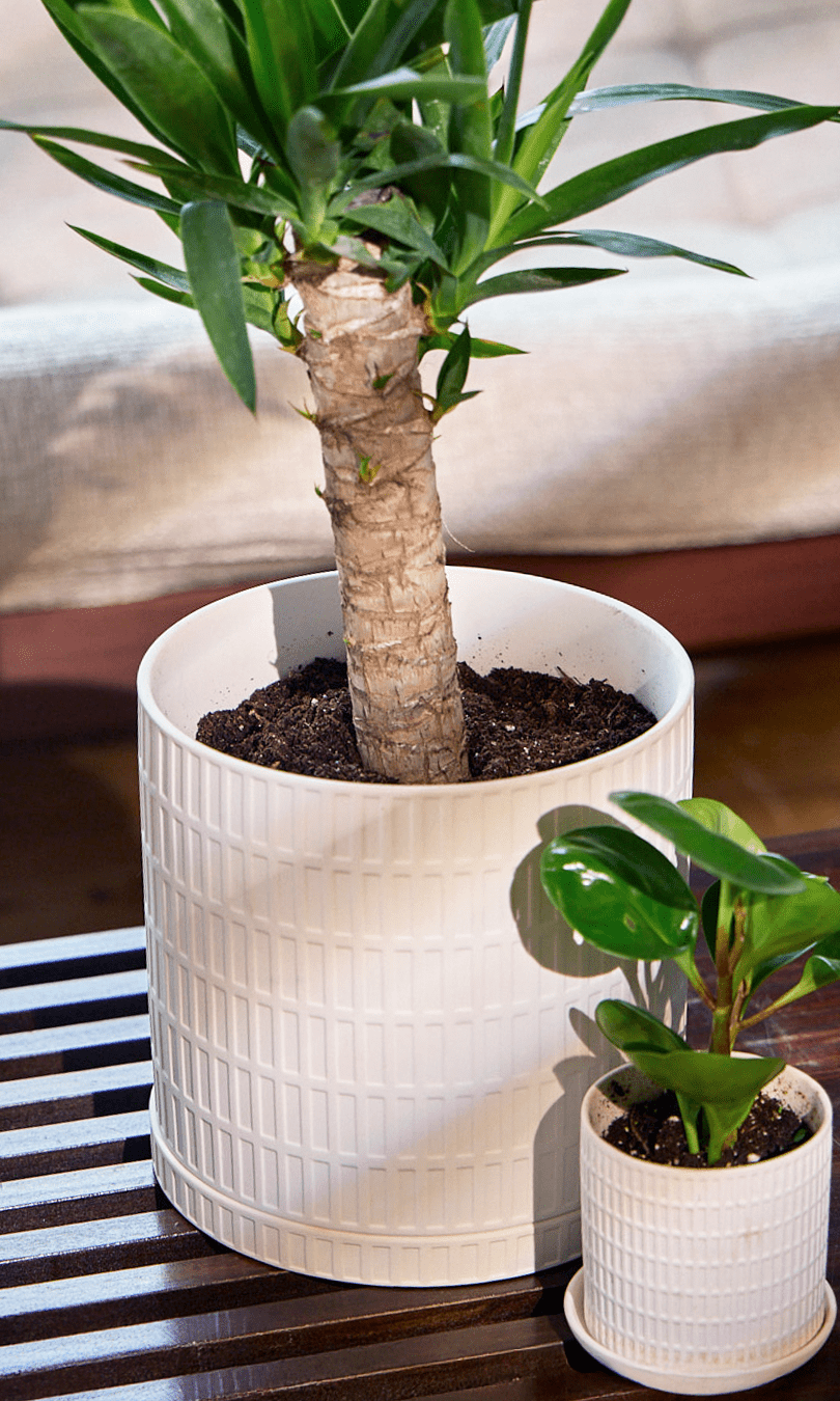 Virago Porcelain Large Indoor Pot With Drainage Hole And Saucer - Chive Ceramics Studio - Pots - Chive US