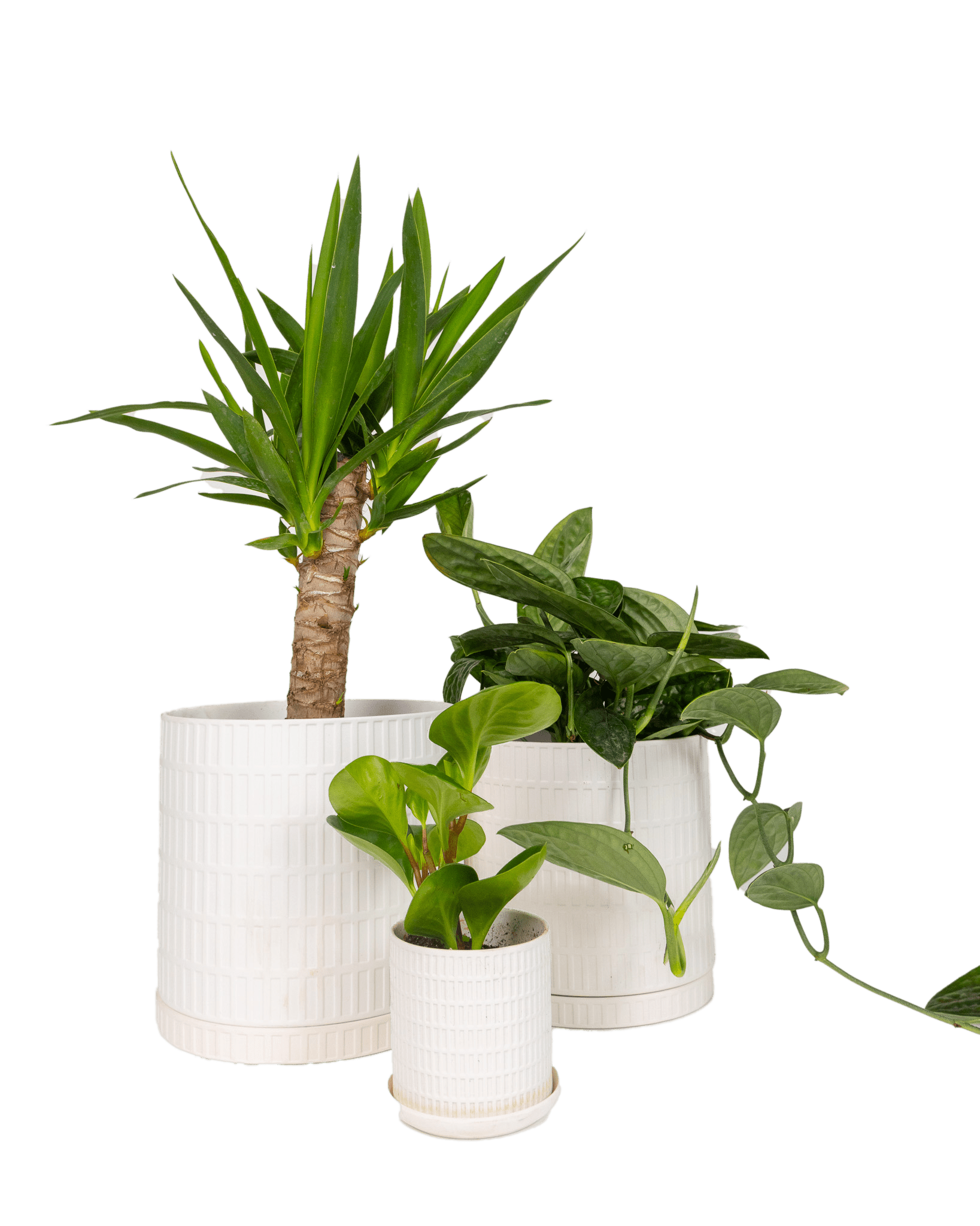 Virago 5" Porcelain Pot With Drainage Hole And Saucer - Chive Ceramics Studio - Pots - Chive Ceramics Studio