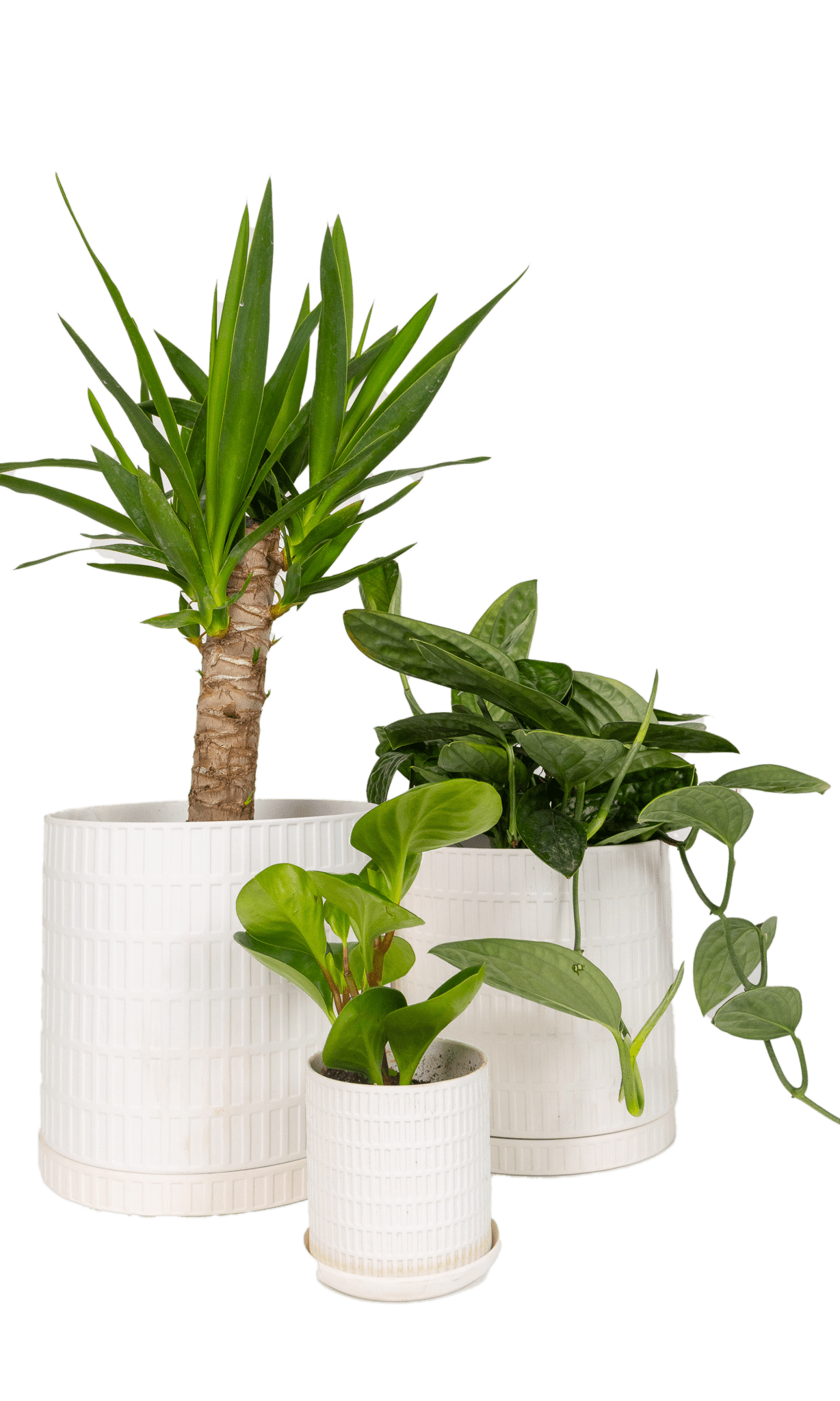 Virago 5" Porcelain Pot With Drainage Hole And Saucer - Chive Ceramics Studio - Pots - Chive Ceramics Studio