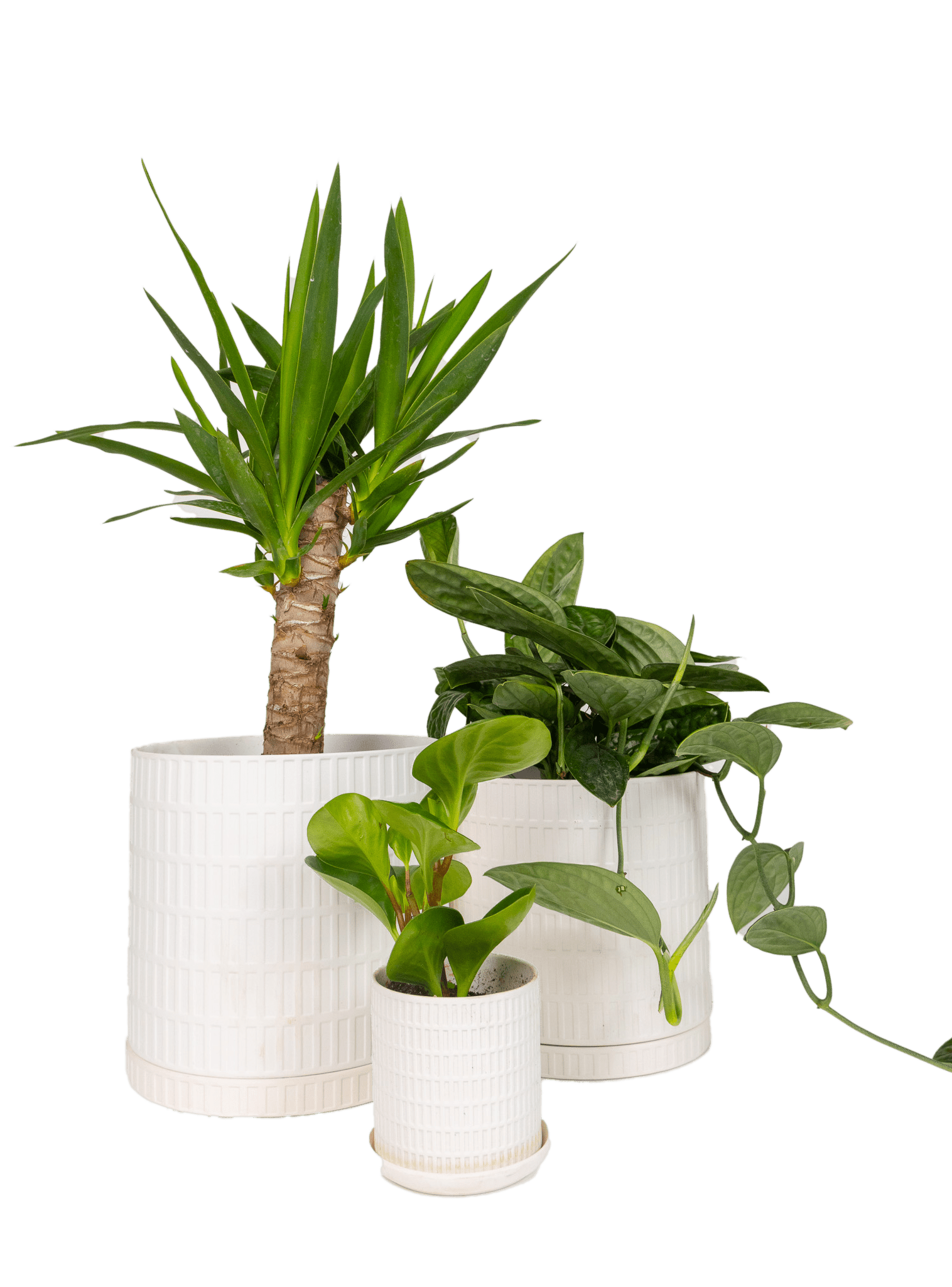 Virago 5" Porcelain Pot With Drainage Hole And Saucer - Chive Ceramics Studio - Pots - Chive Ceramics Studio