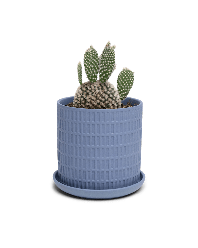 Virago 3.5" Porcelain Pot With Drainage Hole And Saucer - Chive Ceramics Studio - Pots - Chive Ceramics Studio