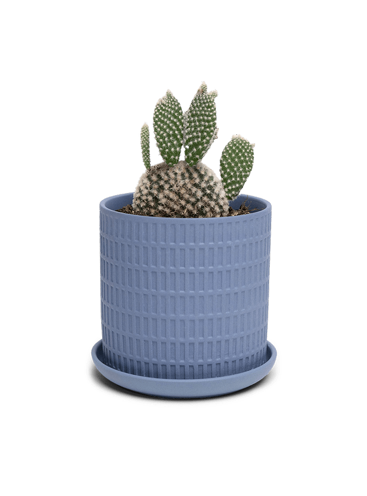 Virago 3.5" Porcelain Pot With Drainage Hole And Saucer - Chive Ceramics Studio - Pots - Chive Ceramics Studio