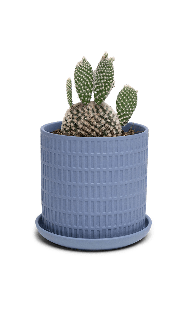 Virago 3.5" Porcelain Pot With Drainage Hole And Saucer - Chive Ceramics Studio - Pots - Chive Ceramics Studio