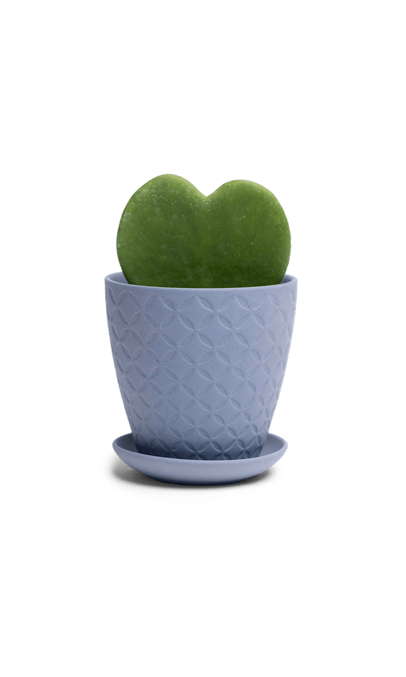 Virago 3.5" Porcelain Pot With Drainage Hole And Saucer - Chive Ceramics Studio - Pots - Chive Ceramics Studio