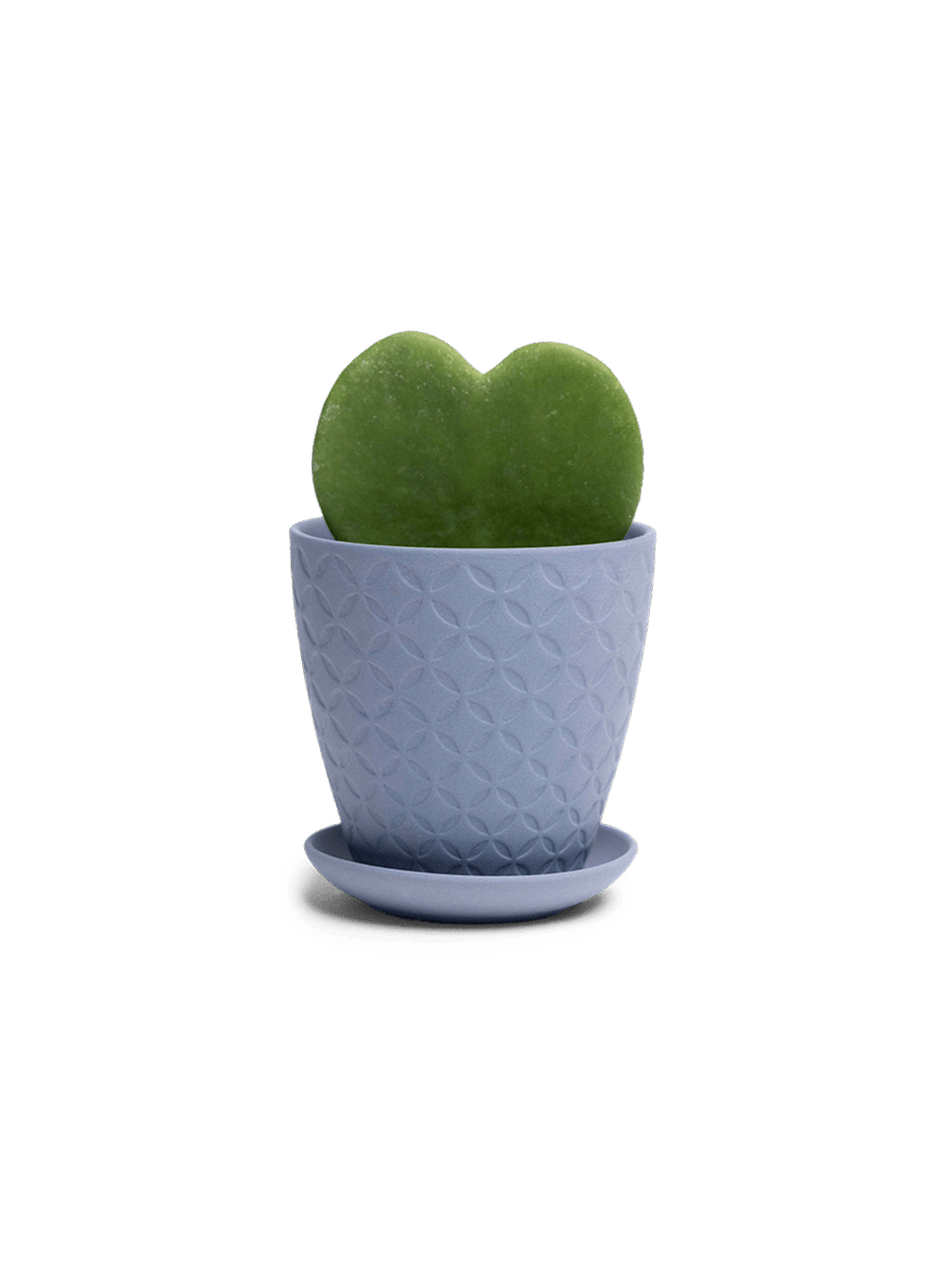 Virago 3.5" Porcelain Pot With Drainage Hole And Saucer - Chive Ceramics Studio - Pots - Chive Ceramics Studio